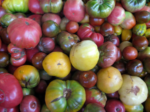 Early Morning Farm CSA