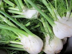 Fennel Bulbs Ready for the CSA Boxes!