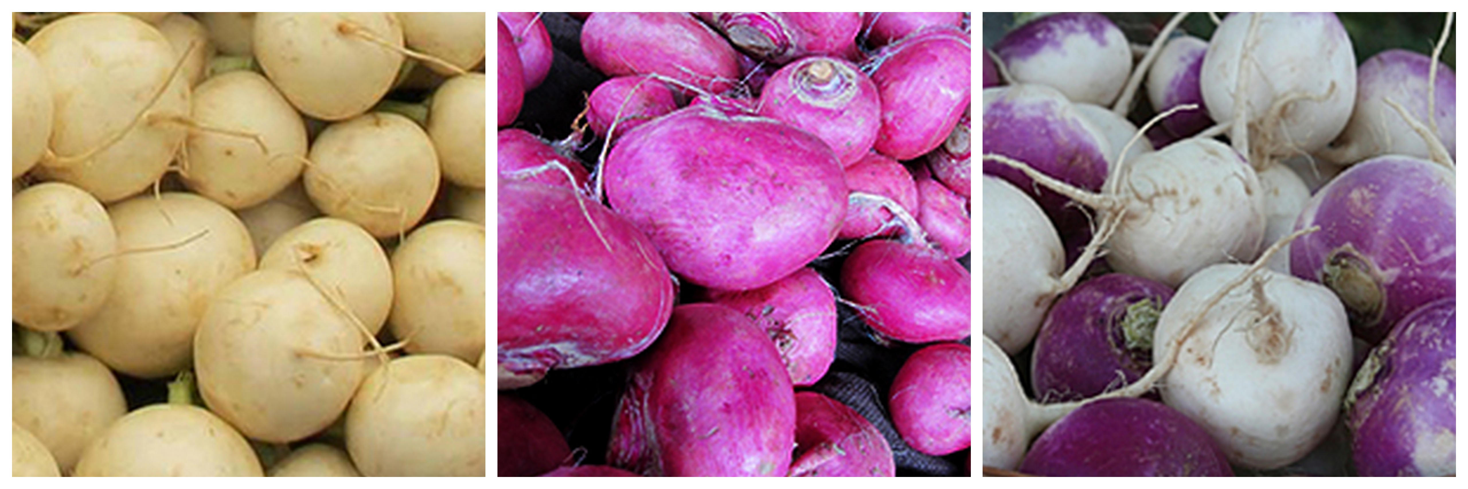 All About Turnips