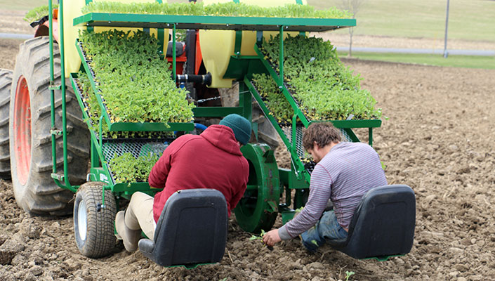 kale-planting-4.20.14
