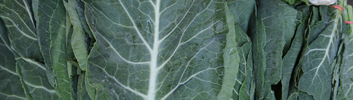 Collard Greens by Early Morning Farm CSA