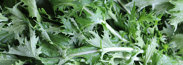 Mizuna by Early Morning Farm CSA