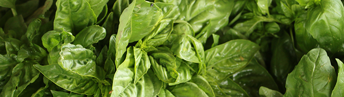 Basil by Early Morning Farm CSA