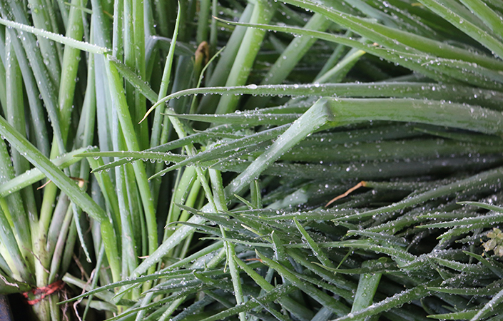 13 Ideas for Scallions