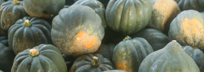 acorn squash-3