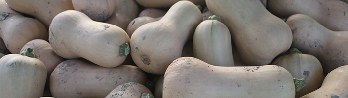 butternut1