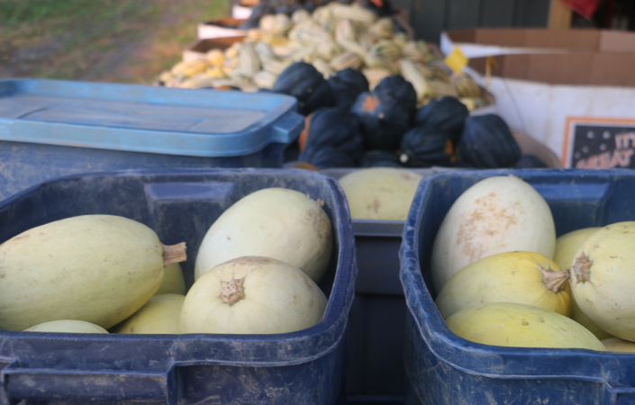 Storing Winter Squash