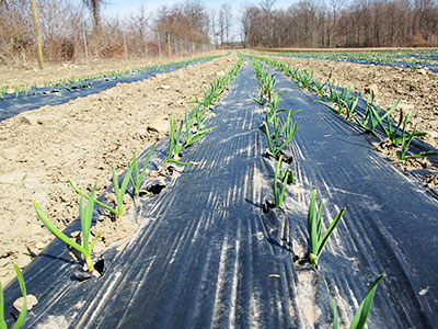 The Story of our CSA Seed Garlic
