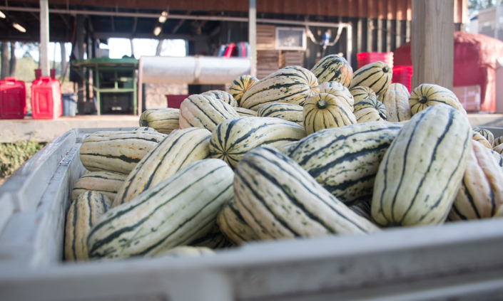 CSA Harvest Forecast Week 16