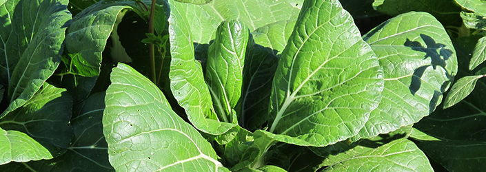 Bok Choy by Early Morning Farm CSA