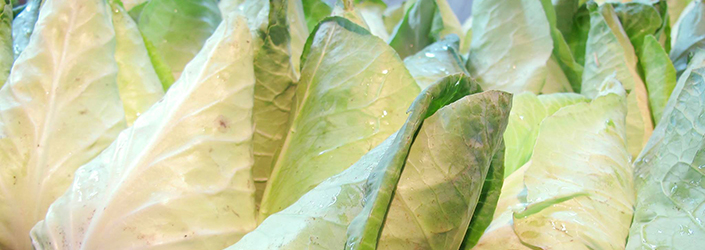 Cabbage