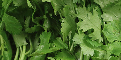 Cilantro