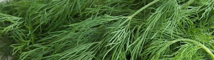 Dill