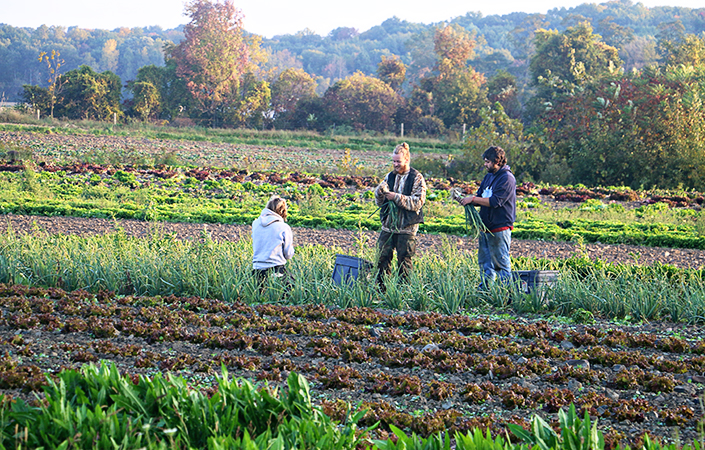 CSA Harvest Forecast – Week 22 (of 23)
