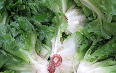 Escarole