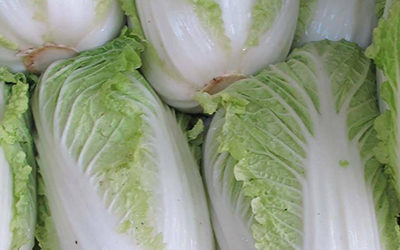 Napa Cabbage