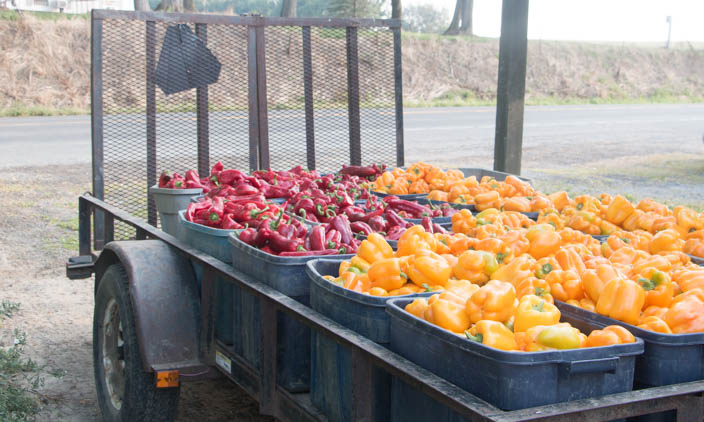 CSA Harvest Forecast – Week 15