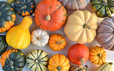 Squash Season