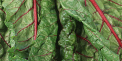 Swiss Chard