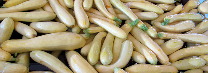 Summer Squash